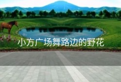 小方广场舞路边的野花