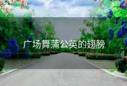 广场舞蒲公英的翅膀