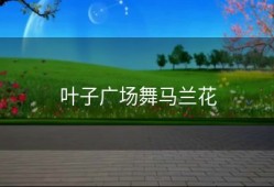 叶子广场舞马兰花