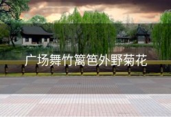 广场舞竹篱笆外野菊花