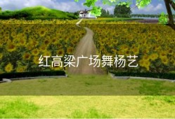 红高梁广场舞杨艺