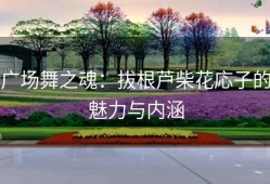 广场舞之魂：拔根芦柴花応子的魅力与内涵
