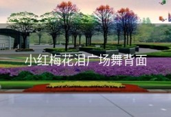 小红梅花泪广场舞背面