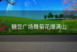 糖豆广场舞菊花爆满山