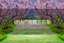 诗诗广场舞兰花草