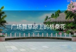 广场舞草原上的格桑花