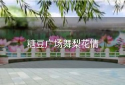 糖豆广场舞梨花情