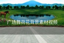 广场舞荷花背景素材视频