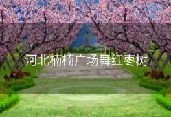 河北楠楠广场舞红枣树