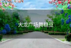 大龙广场舞糖豆