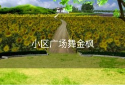 小区广场舞金枫