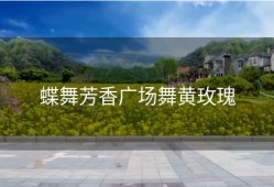 蝶舞芳香广场舞黄玫瑰